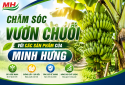CHĂM SÓC VƯỜN CHUỐI VỚI CÁC SẢN PHẨM CỦA MINH HƯNG