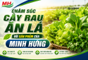 CHĂM SÓC CÂY RAU ĂN LÁ VỚI SẢN PHẨM CỦA MINH HƯNG
