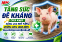 BOOSTING IMMUNITY – THE KEY TO IMPROVING DISEASE RESISTANCE IN MODERN PIG FARMING