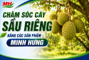 Chăm sóc cây Sầu Riêng bằng các sản phẩm Minh Hưng