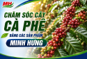 Caring for coffee plants using Minh Hung products.