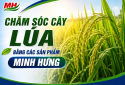 Caring for rice plants using Minh Hung products.