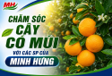 Caring for citrus trees with Minh Hung products.