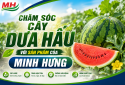CHĂM SÓC CÂY DƯA HẤU VỚI SẢN PHẨM CỦA MINH HƯNG