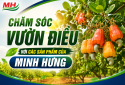 Caring for cashew orchards using Minh Hung products.
