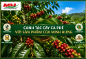 Caring for coffee plants using Minh Hung products.