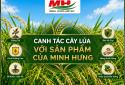Caring for rice plants using Minh Hung products.