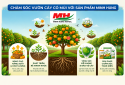 Caring for citrus trees with Minh Hung products.