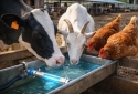 EFFECTIVE WATER TREATMENT IN LIVESTOCK FARMING USING CHLORINE AND CHLORINE DIOXIDE (ClO₂)
