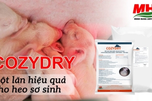 Cozydry - Bột lăn hiệu quả cho heo sơ sinh