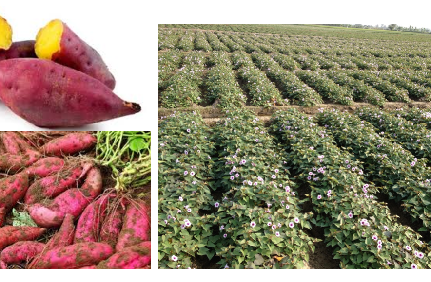 TÓM TẮT KỸ THUẬT TRỒNG KHOAI LANG NHẬT