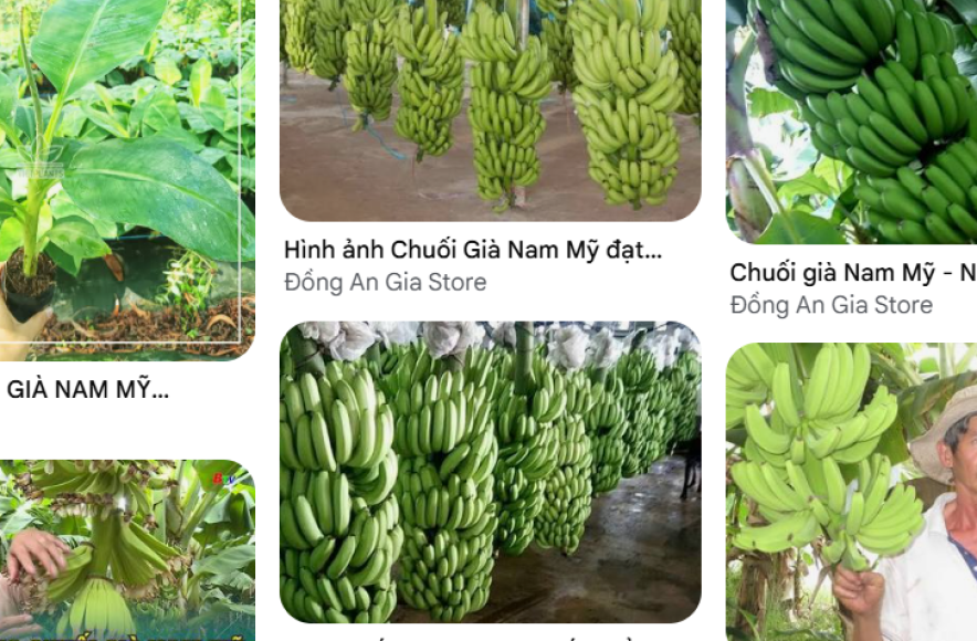 TÓM TẮT KỸ THUẬT TRỒNG CHUỐI GIÀ NAM MỸ