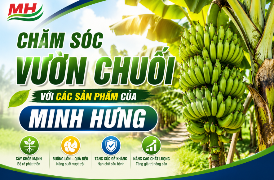 CHĂM SÓC VƯỜN CHUỐI VỚI CÁC SẢN PHẨM CỦA MINH HƯNG