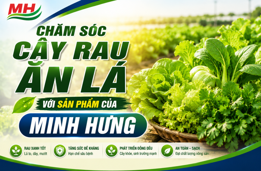 CHĂM SÓC CÂY RAU ĂN LÁ VỚI SẢN PHẨM CỦA MINH HƯNG