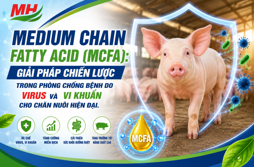 MEDIUM CHAIN FATTY ACID (MCFA): GIẢI PHÁP CHIẾN LƯỢC TRONG PHÒNG CHỐNG BỆNH DO VIRUS VÀ VI KHUẨN CHO CHĂN NUÔI HIỆN ĐẠI