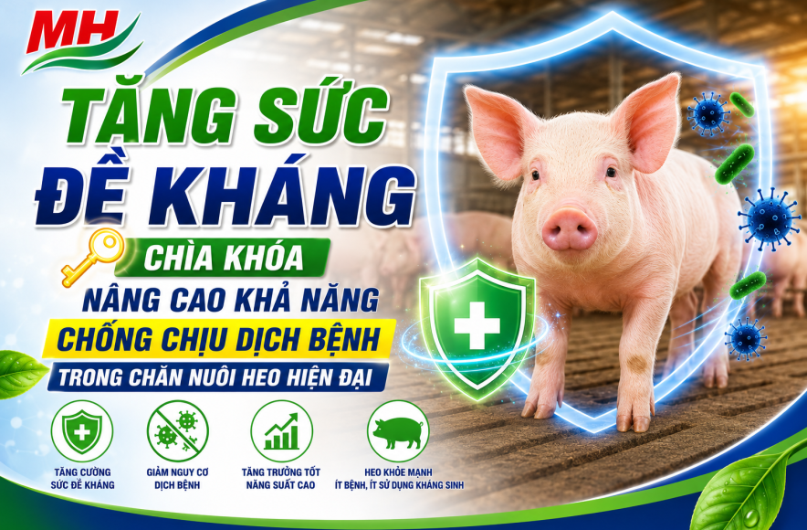 TĂNG SỨC ĐỀ KHÁNG – CHÌA KHÓA NÂNG CAO KHẢ NĂNG CHỐNG CHỊU DỊCH BỆNH TRONG CHĂN NUÔI HEO HIỆN ĐẠI