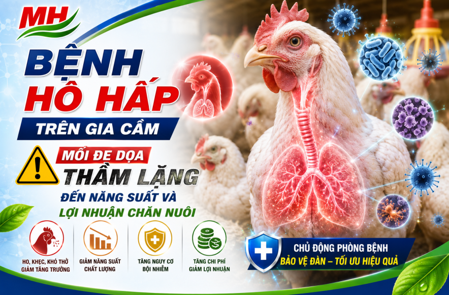 BỆNH HÔ HẤP TRÊN GIA CẦM – MỐI ĐE DỌA THẦM LẶNG ĐẾN NĂNG SUẤT VÀ LỢI NHUẬN CHĂN NUÔI 