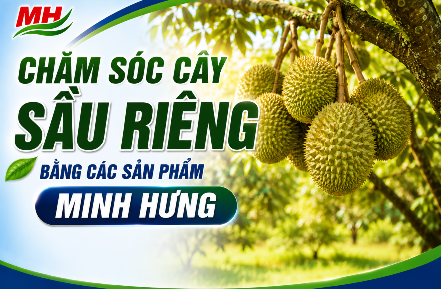Chăm sóc cây Sầu Riêng bằng các sản phẩm Minh Hưng