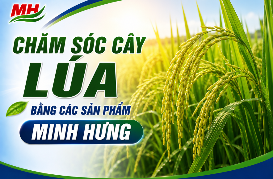 Chăm sóc cây lúa bằng các sản phẩm  Minh Hưng