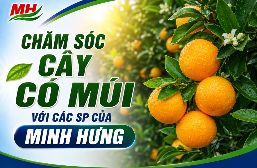 Chăm sóc Cây có múi với các SP của Minh Hưng