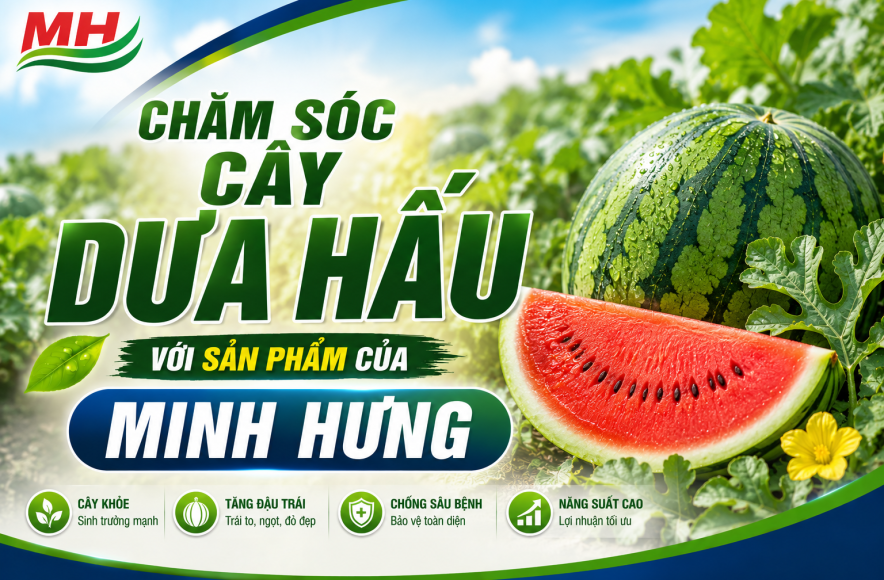 CHĂM SÓC CÂY DƯA HẤU VỚI SẢN PHẨM CỦA MINH HƯNG