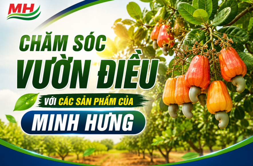 Chăm sóc vườn Điều bằng các sản phẩm Minh Hưng