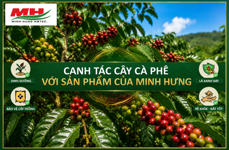 Caring for coffee plants using Minh Hung products.