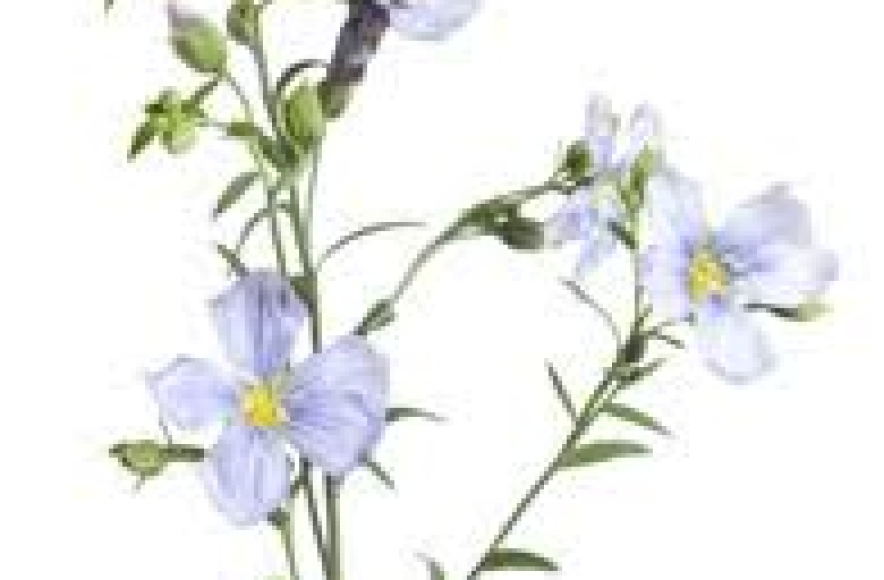 FLAXSEED