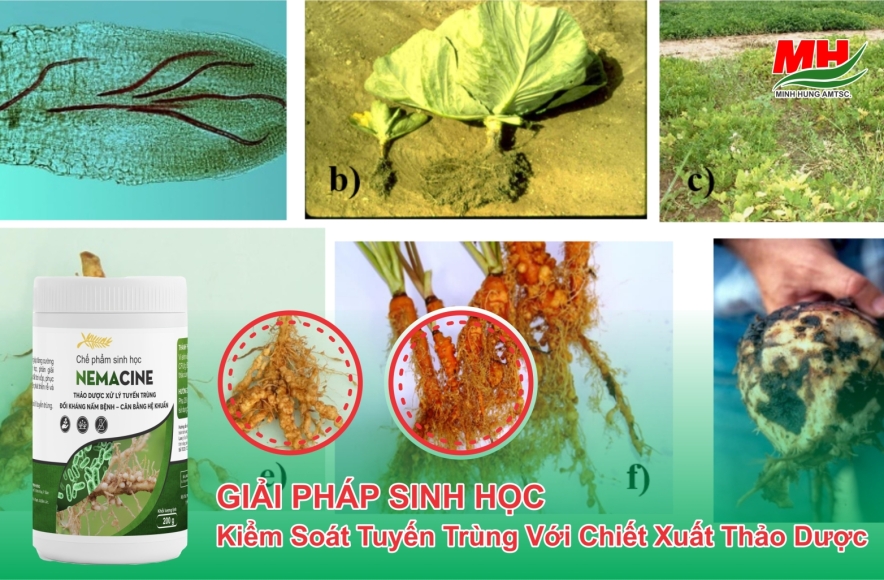 NEMACINE | GIẢI PHÁP SINH HỌC KIỂM SOÁT TUYẾN TRÙNG VỚI CHIẾT XUẤT THẢO DƯỢC