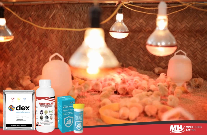 Kỹ thuật úm gà con đơn giản | Minh Hưng